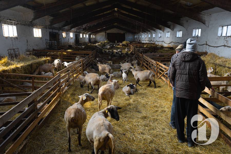 APIA anunță plăți pentru vaci, oi și capre. Ce trebuie să știi.
